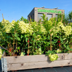 Hortenzia metlinatá (Hydrangea paniculata) ´MAGICAL CANDLE´® - výška 30-40 cm, kont. C2L